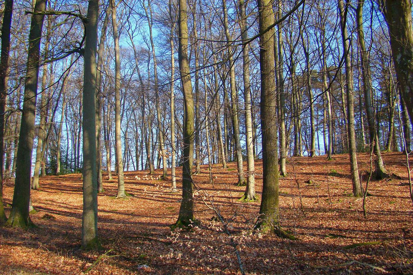 For&ecirc;t de Retz, Aisne, France