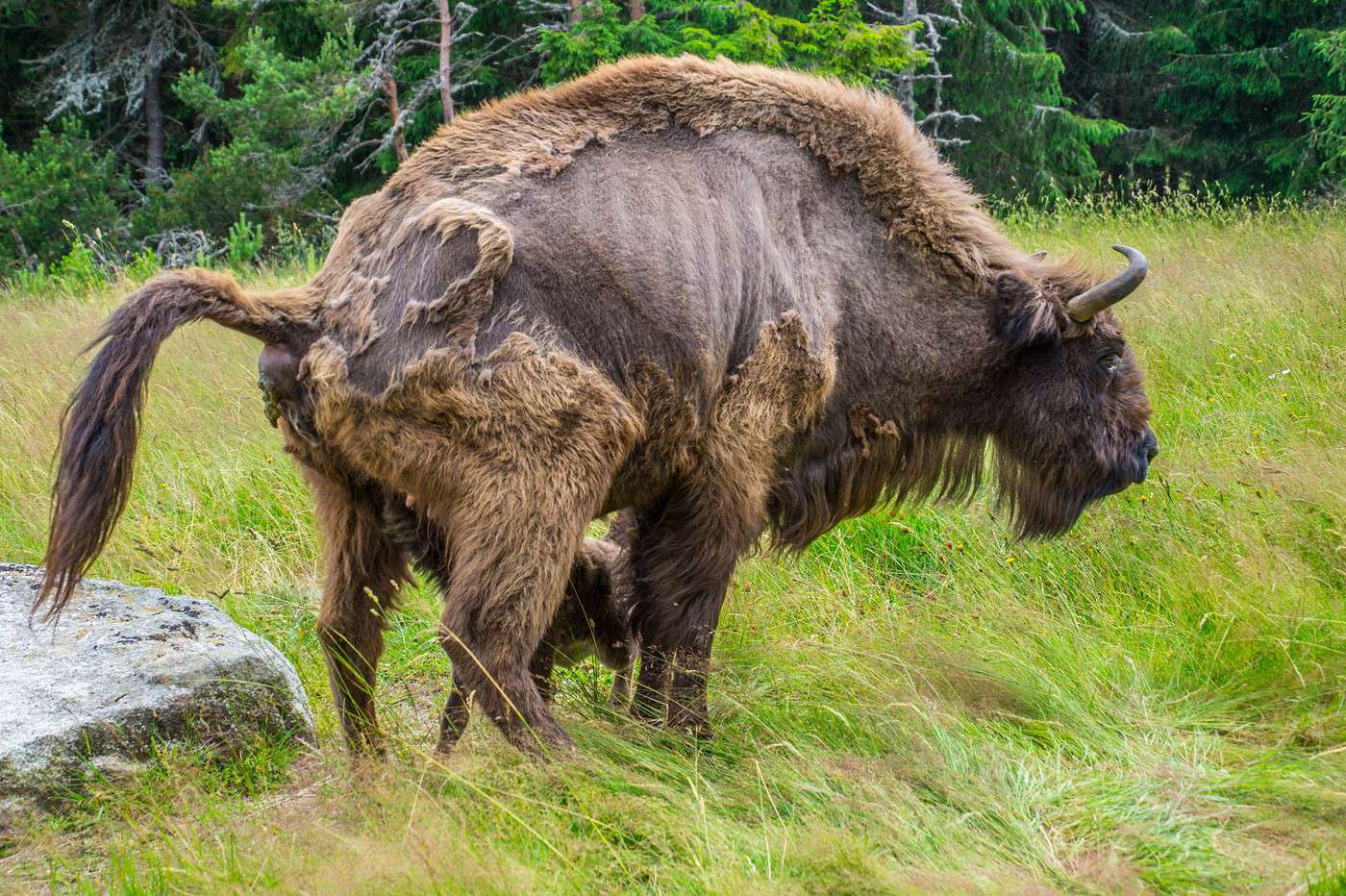 Réserve de bisons de SainteEulalie (zoo de la France) Guide voyage