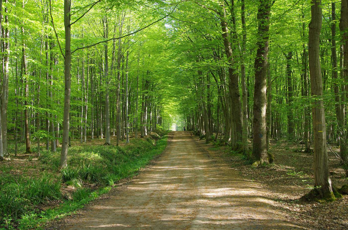 Forêt de Montmorency, Val-d'Oise, France