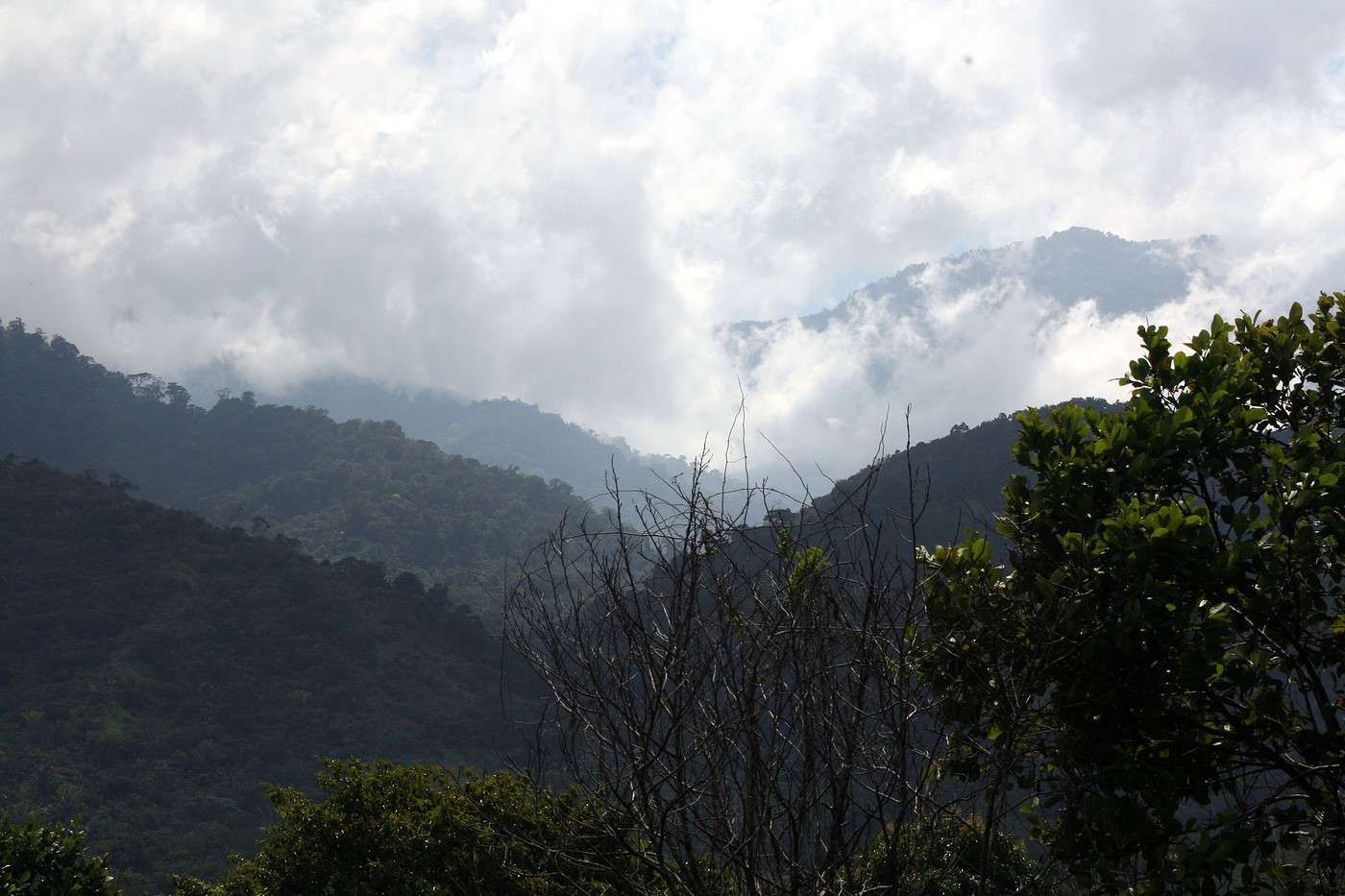 Température début janvier au Honduras? Climat et météo > Honduras