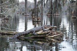 Marais et bayous de Louisiane, États-Unis