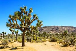 Parc national de Joshua Tree, Californie, États-Unis