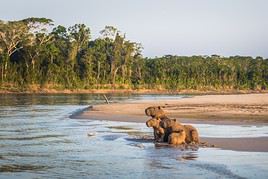 Parc national de Manu, P&eacute;rou