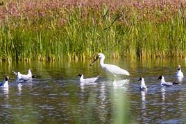 Parc du Marquenterre, Somme, France