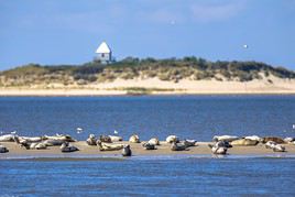 Mer des Wadden, Allemagne