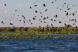 Delta du Danube, Roumanie