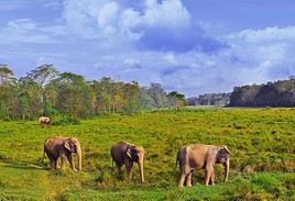 Parc national Chitwan, Népal