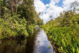 Parc national de Tanjung Puting, Indon&eacute;sie