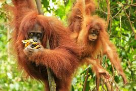 Parc national de Gunung Leuser, Indon&eacute;sie