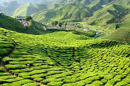 Cameron Highlands, Malaisie