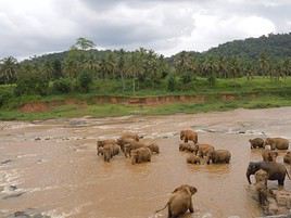 Pinnawala, Sri Lanka