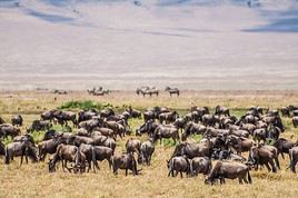 Aire de conservation du Ngorongoro, Tanzanie