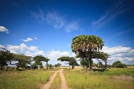 R&eacute;serve de Selous, Tanzanie