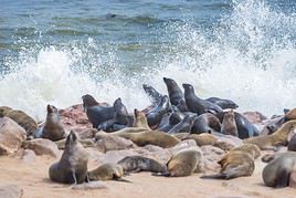 Cape Cross, Namibie