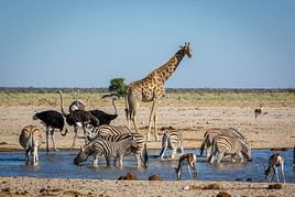 Parc national d'Etosha, Namibie