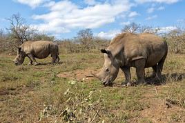 R&eacute;serve d'Hluhluwe-Umfolozi, Afrique du Sud