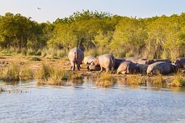 Parc de la zone humide d'iSimangaliso, Afrique du Sud