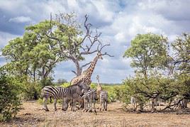 Parc national Kruger, Afrique du Sud