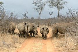Parc national de Hlane, Swaziland