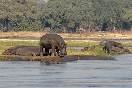 Parc national de Mana Pools, Zimbabwe