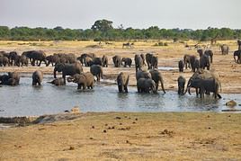 Parc national Hwange, Zimbabwe