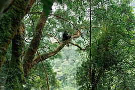 Parc national de Bwindi, Ouganda