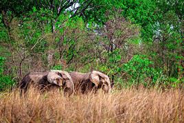 Parc national Mole, Ghana