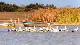 Parc national des oiseaux du Djoudj, Sénégal