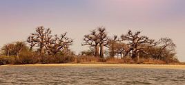 Parc national du delta du Saloum, Sénégal