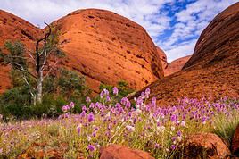 Parc national de Uluru-Kata Tjuta, Australie Parc national de Uluru-Kata Tjuta, Australie