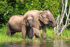 Parc national de Yala, Sri Lanka