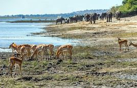 Parc national de Chobe, Botswana