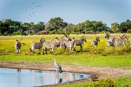 Réserve de Moremi, Botswana