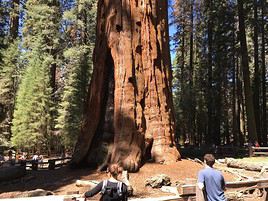 Parcs nationaux de Sequoia et Kings Canyon, Californie, États-Unis