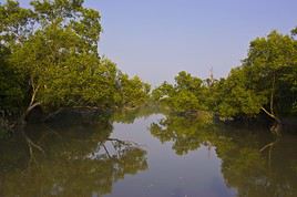 Sundarbans, Bangladesh Sundarbans, Bangladesh