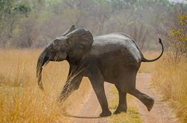 Parc National de la Pendjari, B&eacute;nin