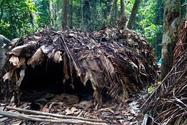 Réserve du Dja, Cameroun