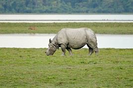 Parc national de Kaziranga, Inde