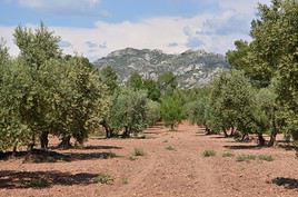 Parc naturel régional des Alpilles, Bouches-du-Rhône, France