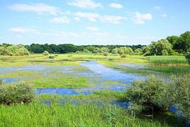 Parc naturel régional de la Forêt d'Orient, Aube, France