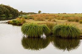 Parc naturel r&eacute;gional de Bri&egrave;re, Loire-Atlantique, France