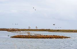 Baie d'Aiguillon, Charente-Maritime, France