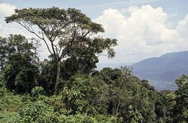 Parc national de Nyungwe, Rwanda