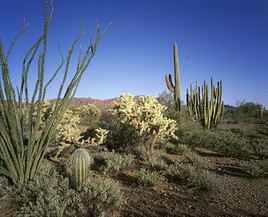 Organ Pipe Cactus National Monument, Arizona, États-Unis