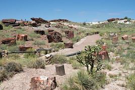 Parc national de Petrified Forest, Arizona, États-Unis