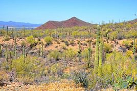 Parc national de Saguaro, Arizona, États-Unis