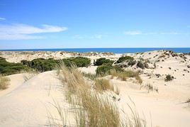 Parc national de Donana, Espagne