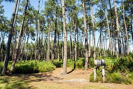 For&ecirc;t des Landes, Landes, France