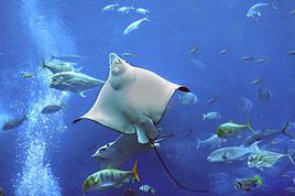 Dubai Aquarium, Dubai, &Eacute;mirats Arabes Unis