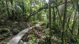 For&ecirc;t d'El Yunque, Puerto Rico